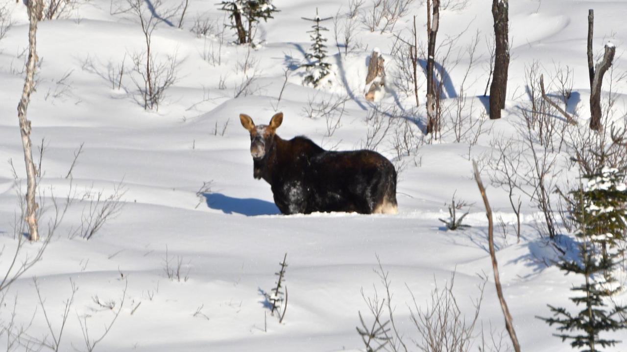 Le Ti Moose Βίλα La Malbaie Εξωτερικό φωτογραφία